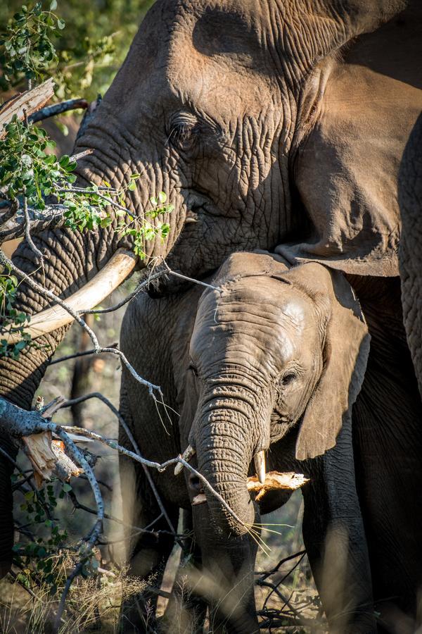 Garonga Safari Villa Makalali Game Reserve Екстериор снимка