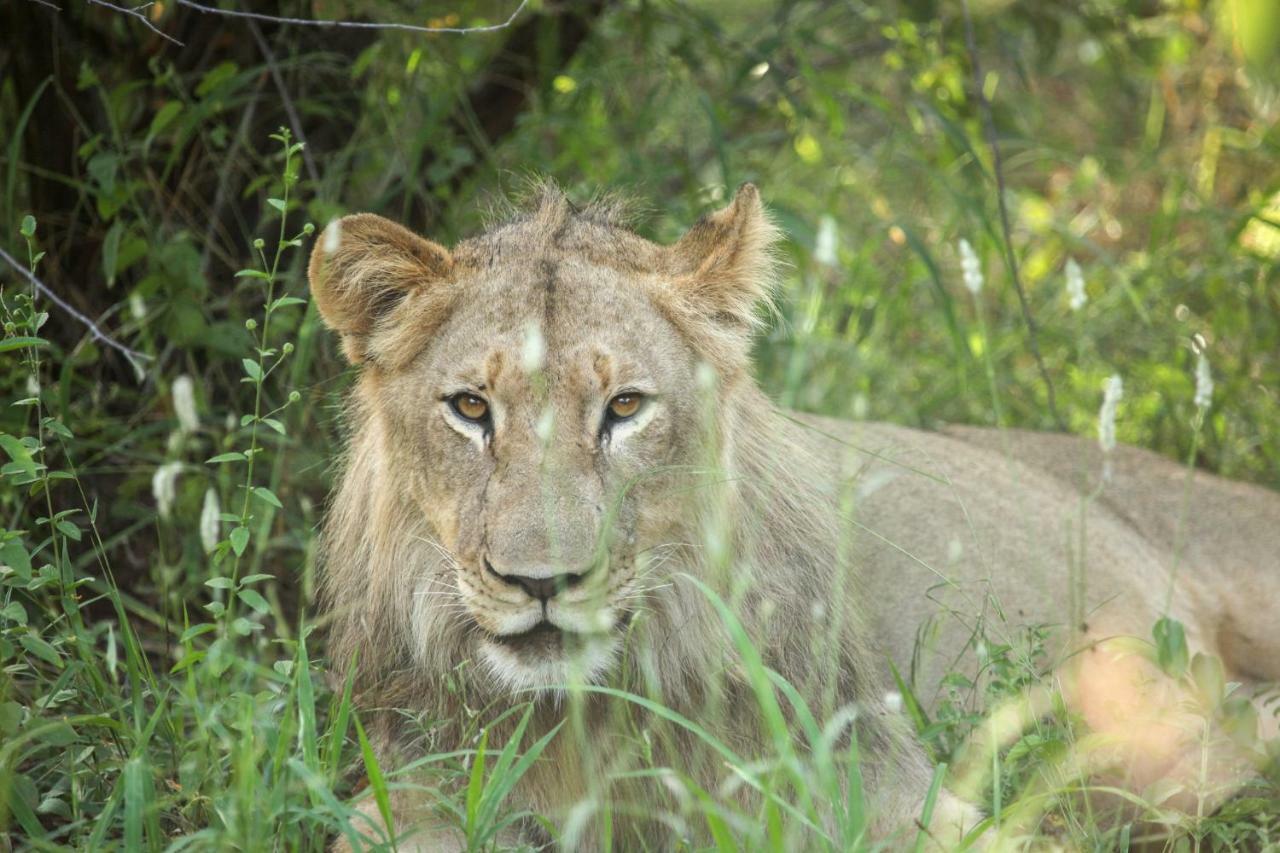 Garonga Safari Villa Makalali Game Reserve Екстериор снимка