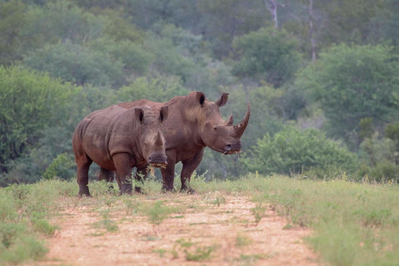 Garonga Safari Villa Makalali Game Reserve Екстериор снимка