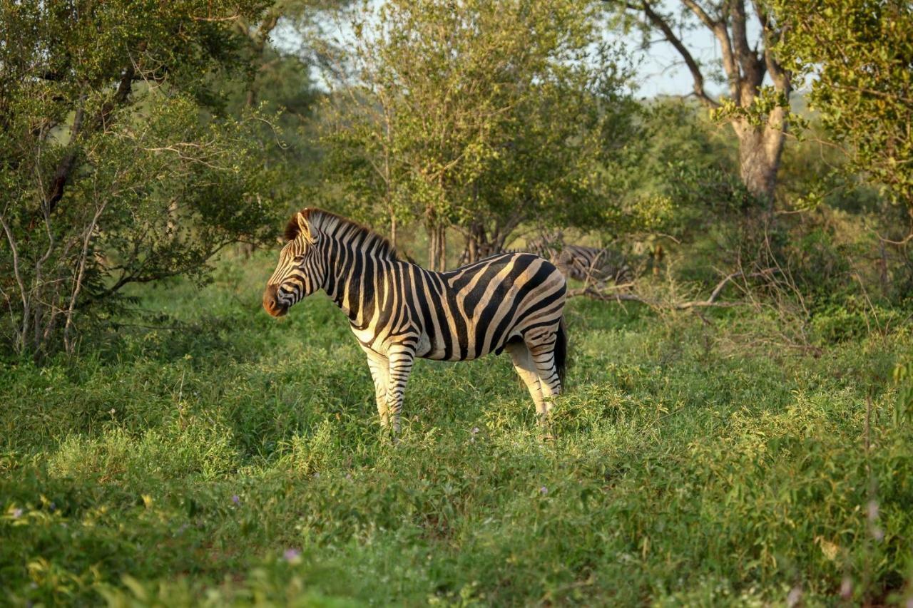 Garonga Safari Villa Makalali Game Reserve Екстериор снимка